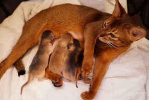 Chatons abyssins fawn, lievre, bleus