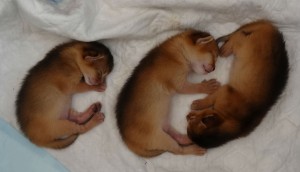 trio abyssins