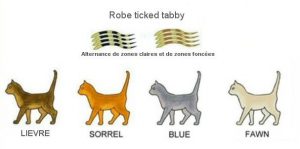 L'abyssin et les robes ticked tabby