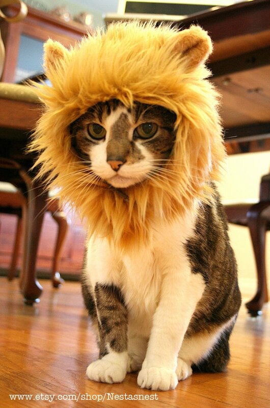 crinière de lion pour chat