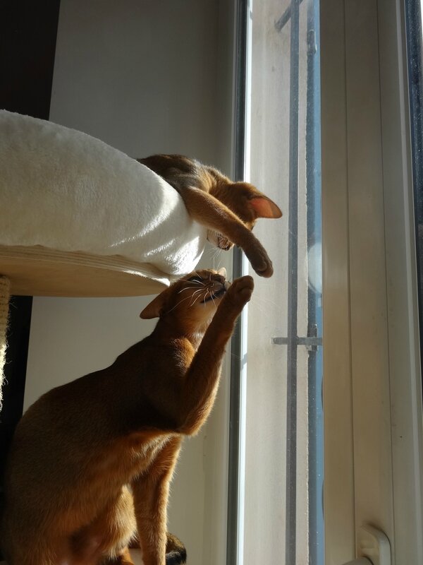 abyssins