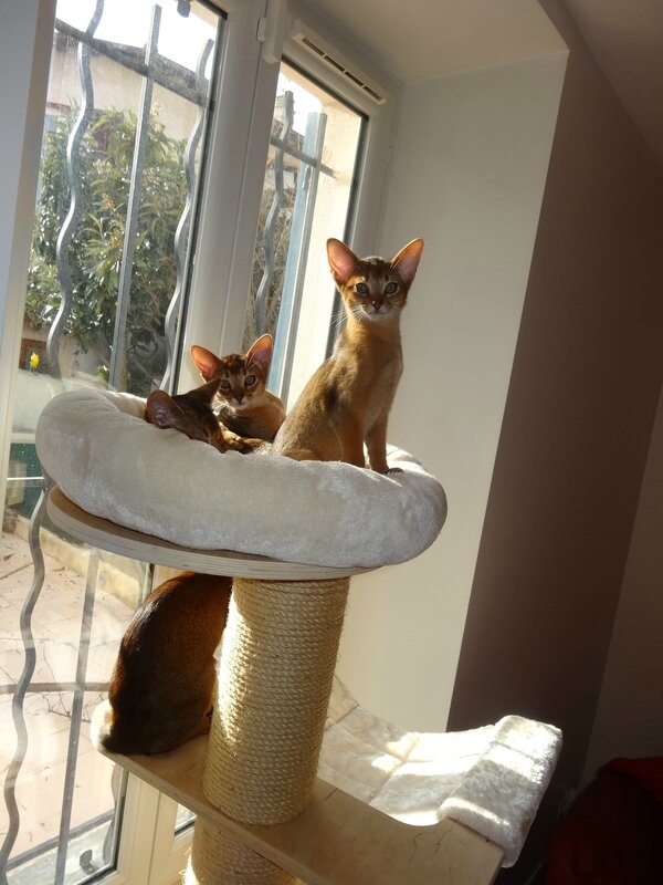 famille abyssins