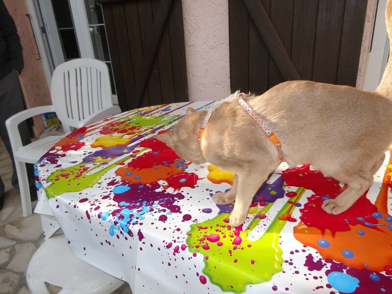 Havane abyssin fawn
