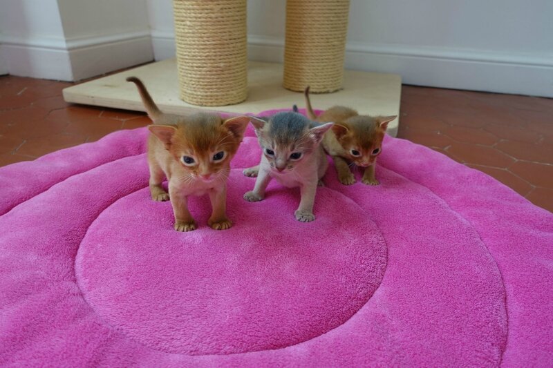 chatons abyssins à vendre J22