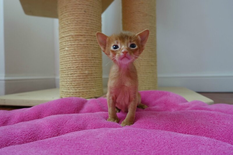 Little Red Boy