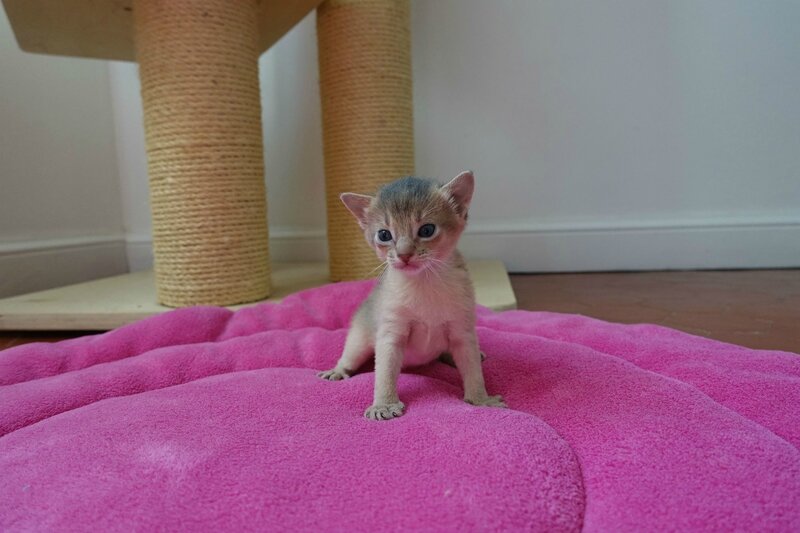 Blue boy