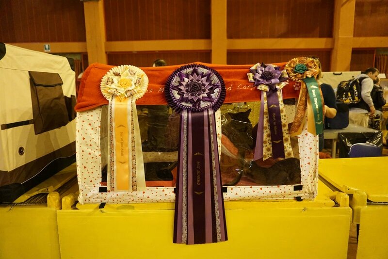 cocarde best suprême cat show wcf italie