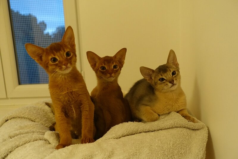 ABYSSINIAN BOYS J75