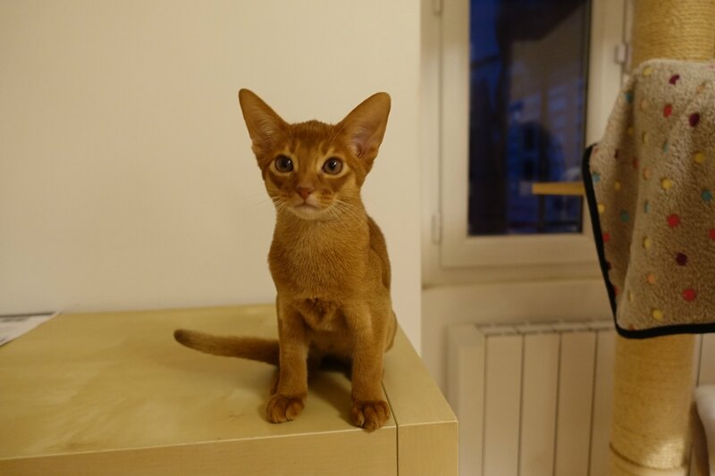 Lynx 3 mois