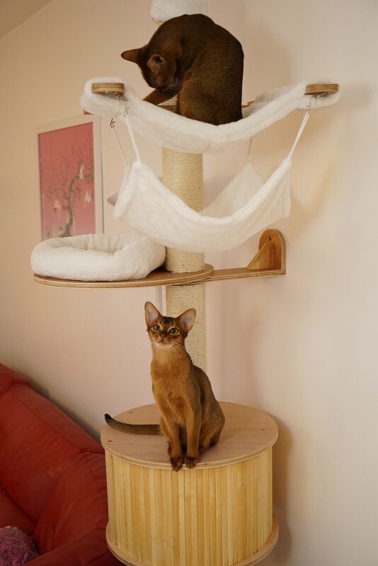 arbre à chat abyssins