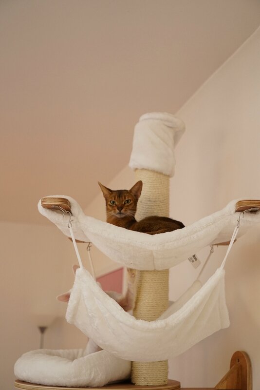 arbre à chat ikebana abyssin lièvre