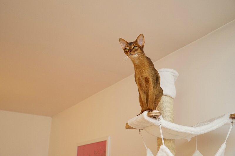 arbre à chat wind abyssin