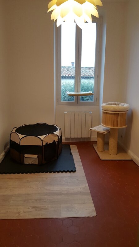 nurserie des chatons