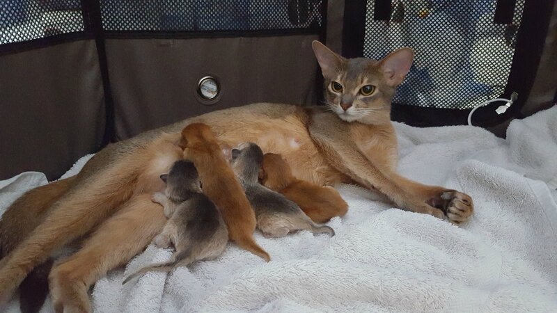 Chatons abyssins et la maman