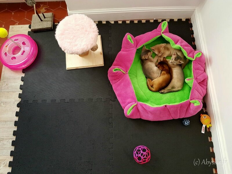 28032016-chatons à J34