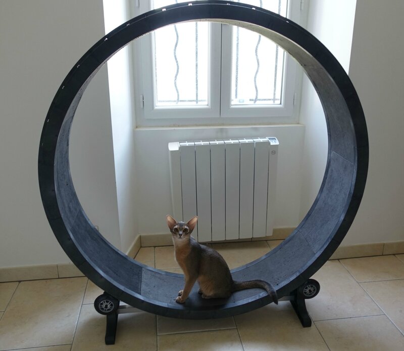 roue-à-chat