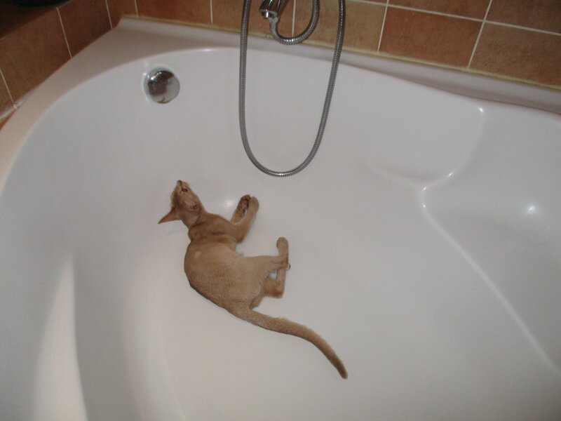 abyssin dans le bain