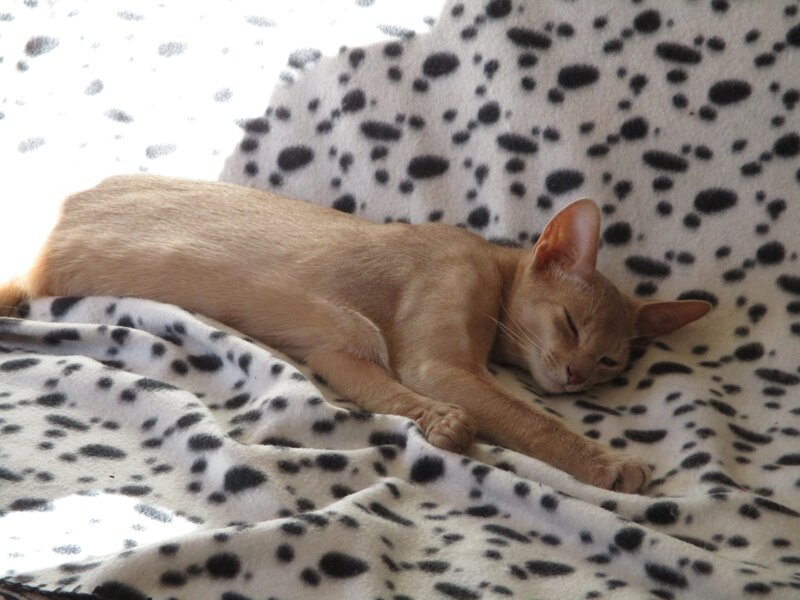 abyssin fawn 6 mois