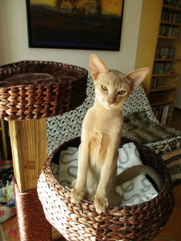 Mikado abyssin fawn 7 mois