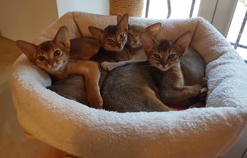 panier d abyssins