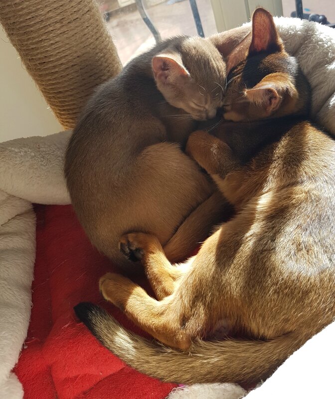 câlin d abyssins