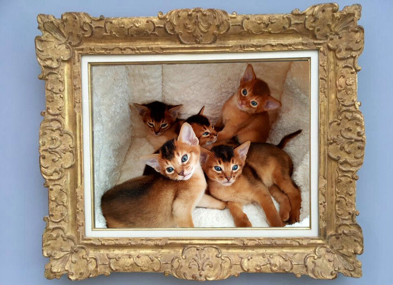 CHATONS-ABYSSINS-J28