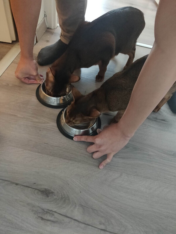 Rosie et Nanho