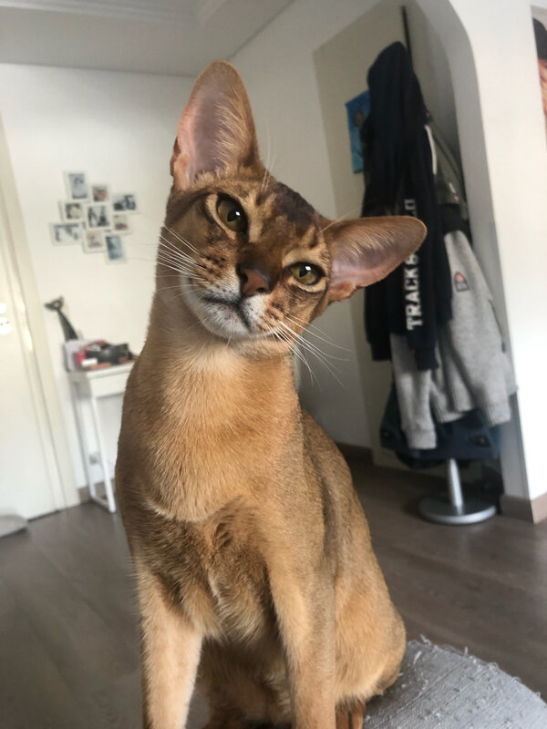 abyssin Monaco