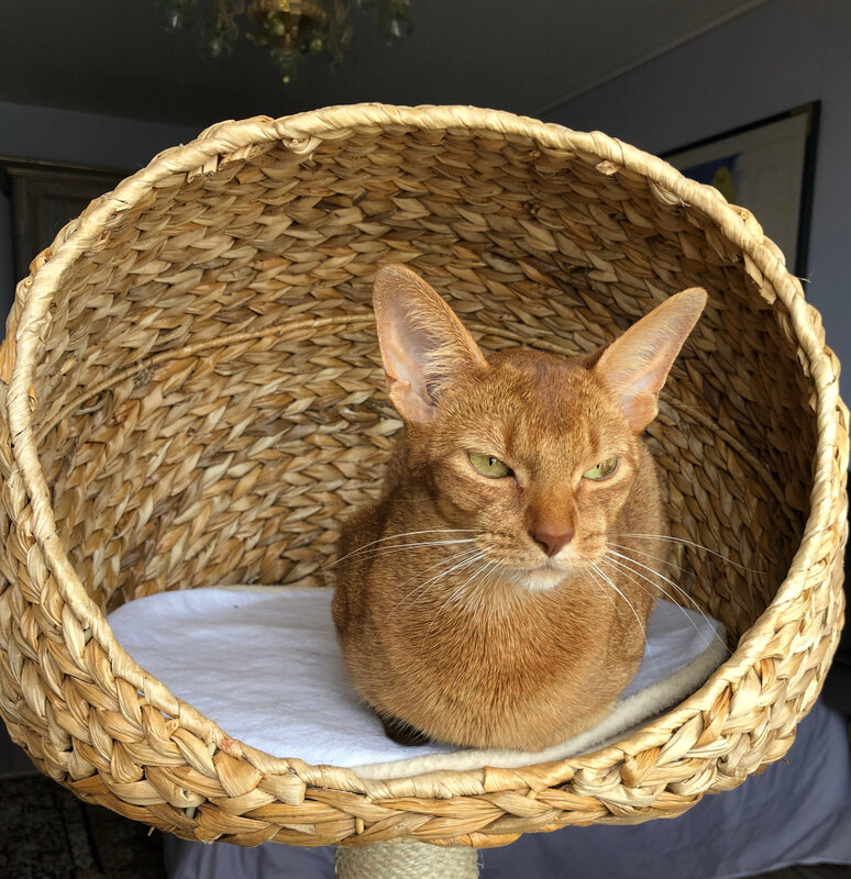 Isadora 6 ans