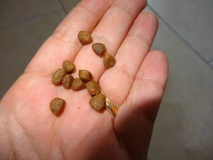 taille des croquettes hills chaton