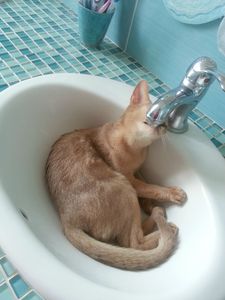 abyssin qui boit au robinet