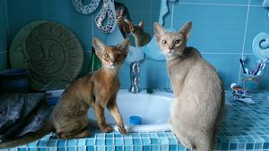 toilette du matin
