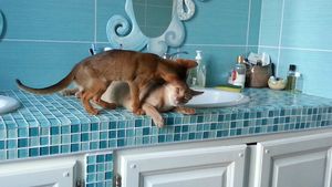 je te fais ta toilette