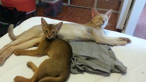 premier calin