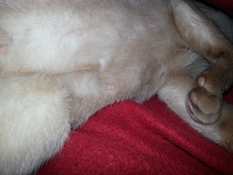 Tétines de chatte gestante