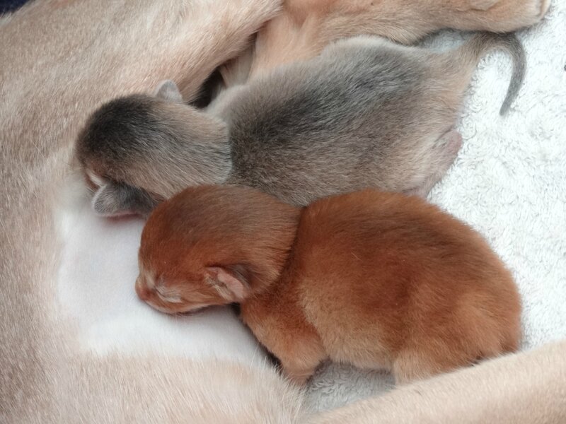 abyssines