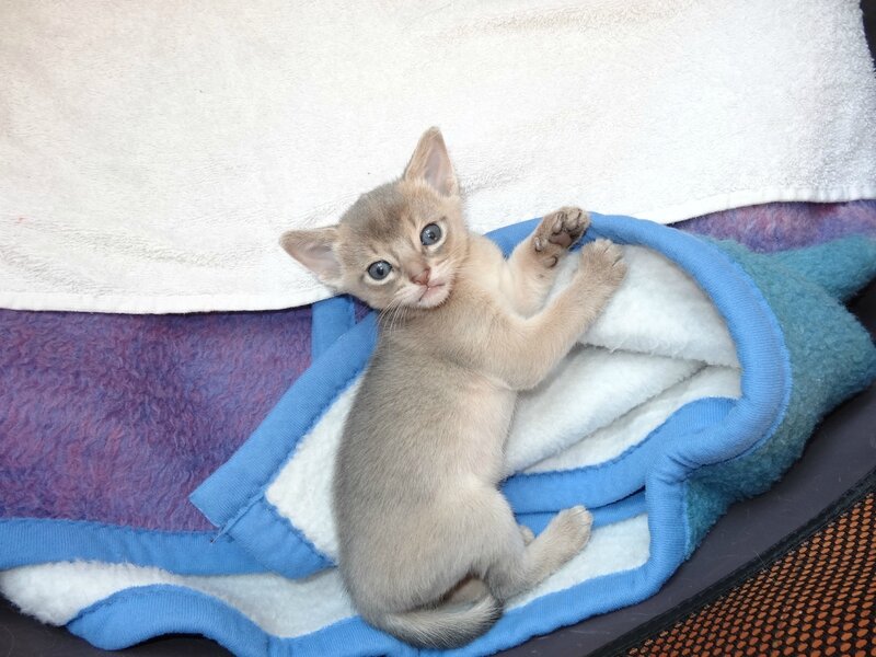 aby blue 4 semaines