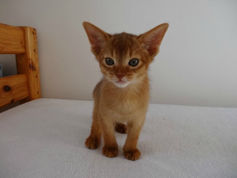 Ma petit poupée