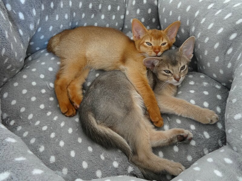abyssins sorrel et bleu