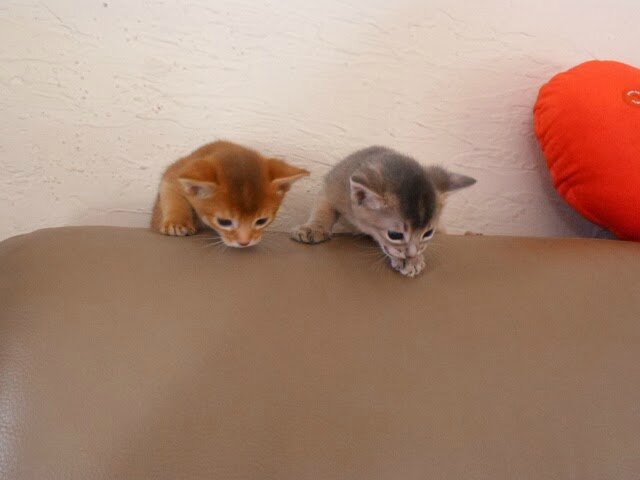 chatons abyssins