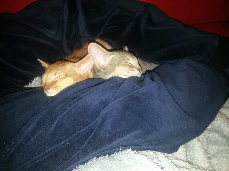 mes 2 bébés abyssins