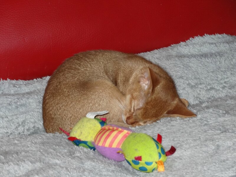 sieste abyssine sorrel