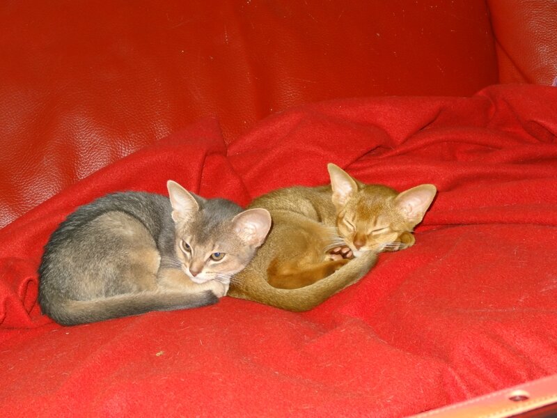 sieste des 2 abyssines