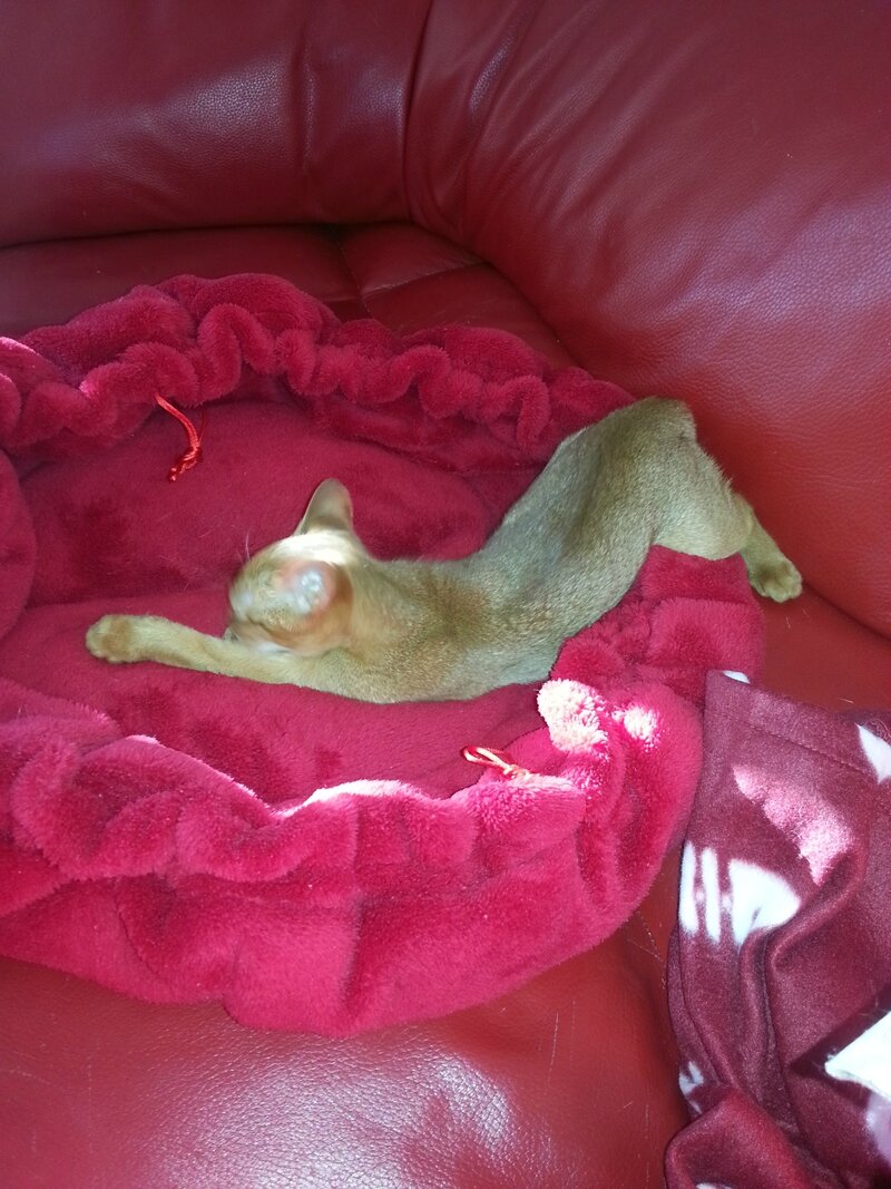 mon abyssine sorrel