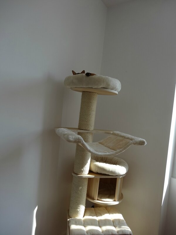 arbre à chat
