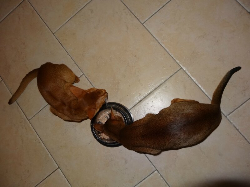 grossesse abyssine