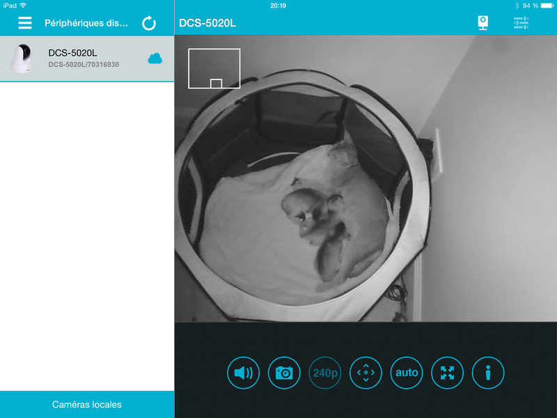 surveillance des chatons abyssins