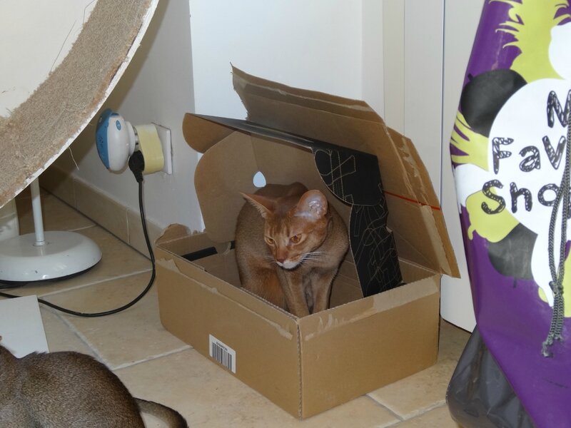 abyssin cinnamon ticked tabby