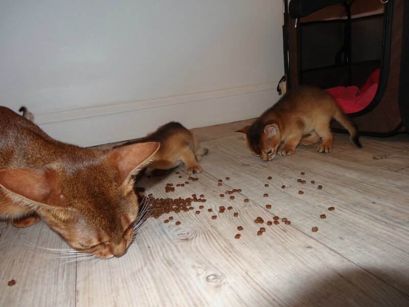 abyssins disponibles
