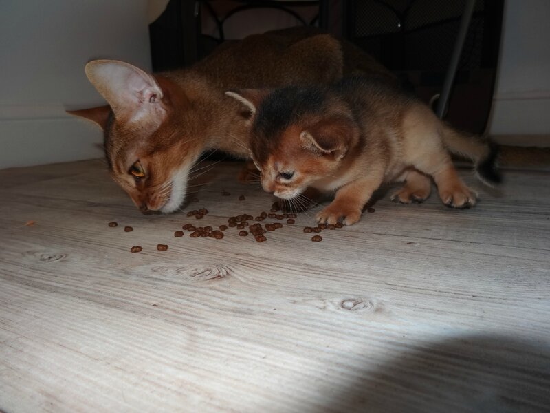 abyssins d'Abystyle
